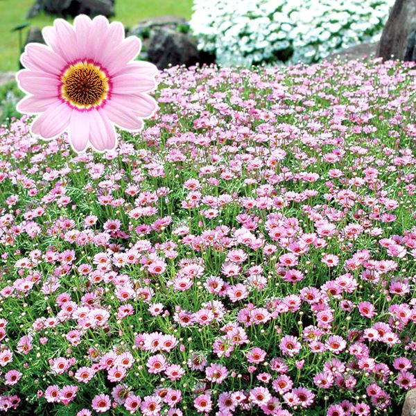 花苗 マーガレット マックスマムR ピンク 2株 花の苗 : 花と緑 国華園 