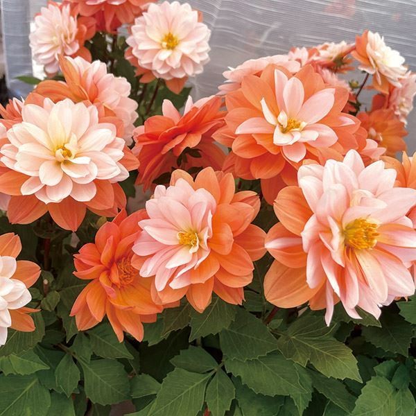 kuroトルコキキョウ苗 ケース花苗 トルコキキョウ 紫系ミックス (無選別) 48株（2ケース