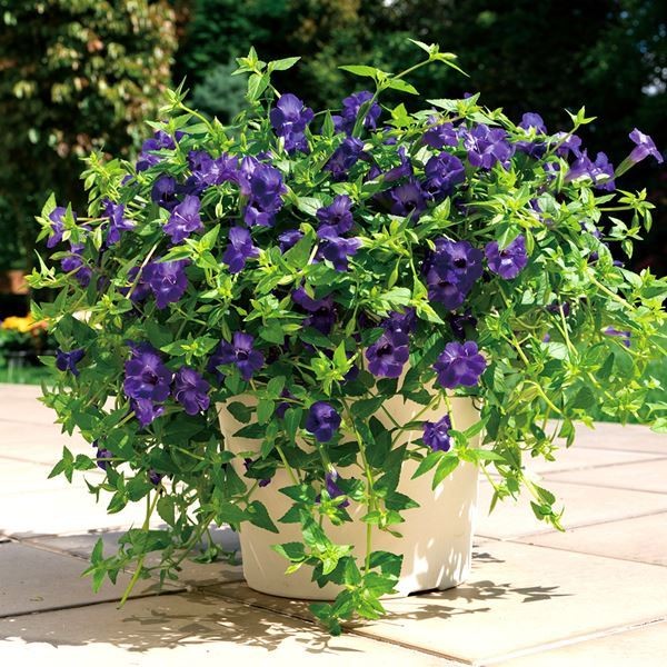 花苗 スーパートレニア カタリーナ アメジスト 2株 : 花と緑 国華園