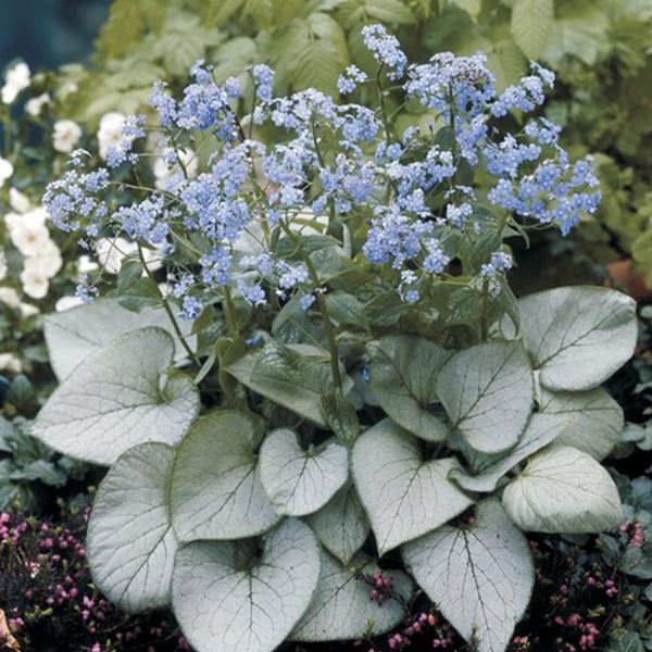 花苗 ブルンネラ ルッキンググラス 1株 / 花の苗 シェードガーデン