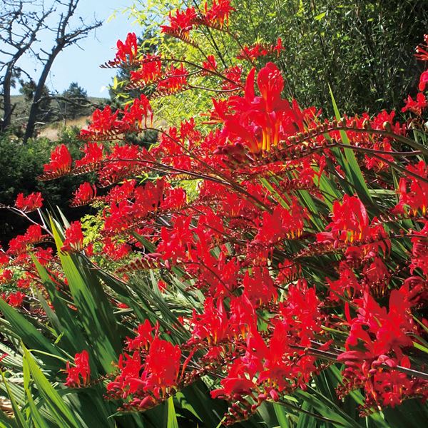 鉢植え花木 スモークツリー ラブリーローズ 7号鉢 1鉢 花つき 開花株
