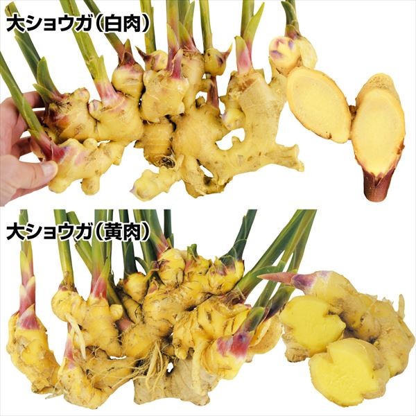 千葉県産　近江生姜　種生姜　20kg　大生姜 千葉県産 近江生姜 種生姜 1kg 大生姜｜Yahoo!フリマ（旧PayPayフリマ）