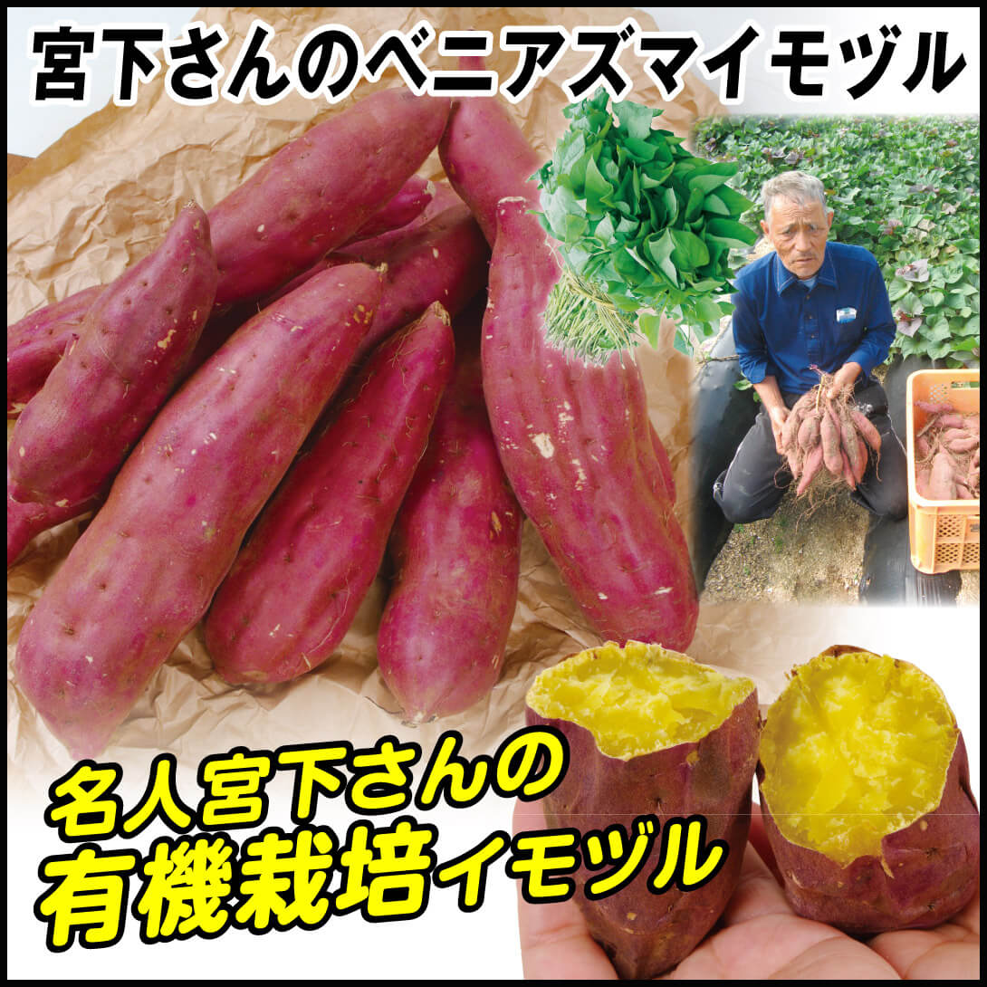 イモヅル 芋づる  宮下さんのベニアズマイモヅル 25本 / さつまいもの苗 サツマイモの苗 家庭菜園 有機栽培 紅アズマ べにあずま ホクホク ほくほく