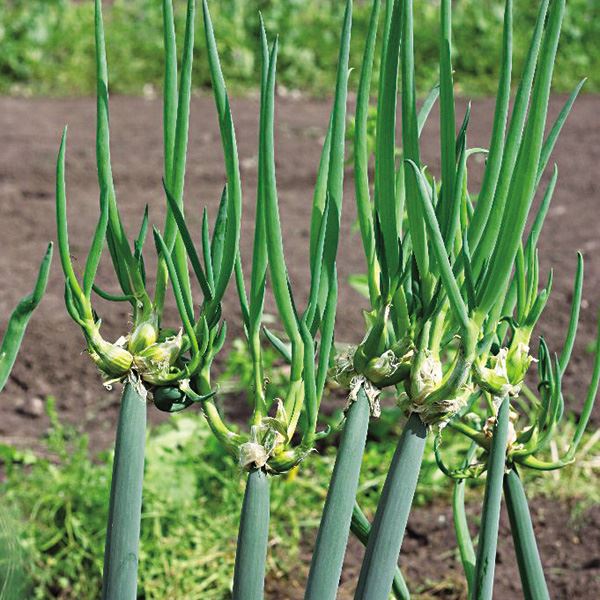 新作 有用植物苗 やぐらネギ 10株 ねぎ苗 葱苗 ねぎの苗 葱の苗 ネギの苗 ヤグラネギ やぐら葱 矢倉 宿根葱 宿根ネギ 宿根ねぎ 小ネギ  家庭菜園 自家栽培 - tokyo-bunka.com