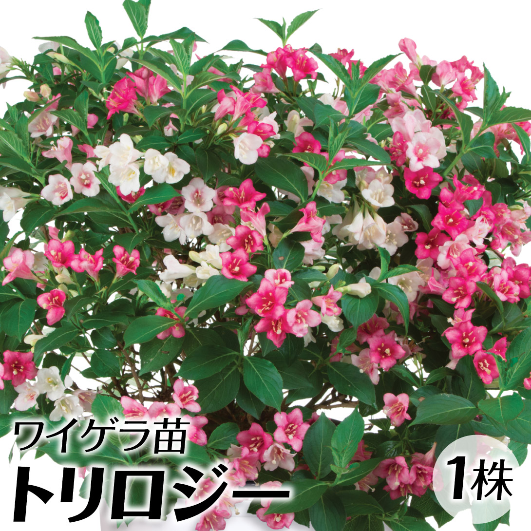 CQ c c gW[ 1 io^o蒆 /  A Ԗؕc CQc CQ̕c J ^jEcM