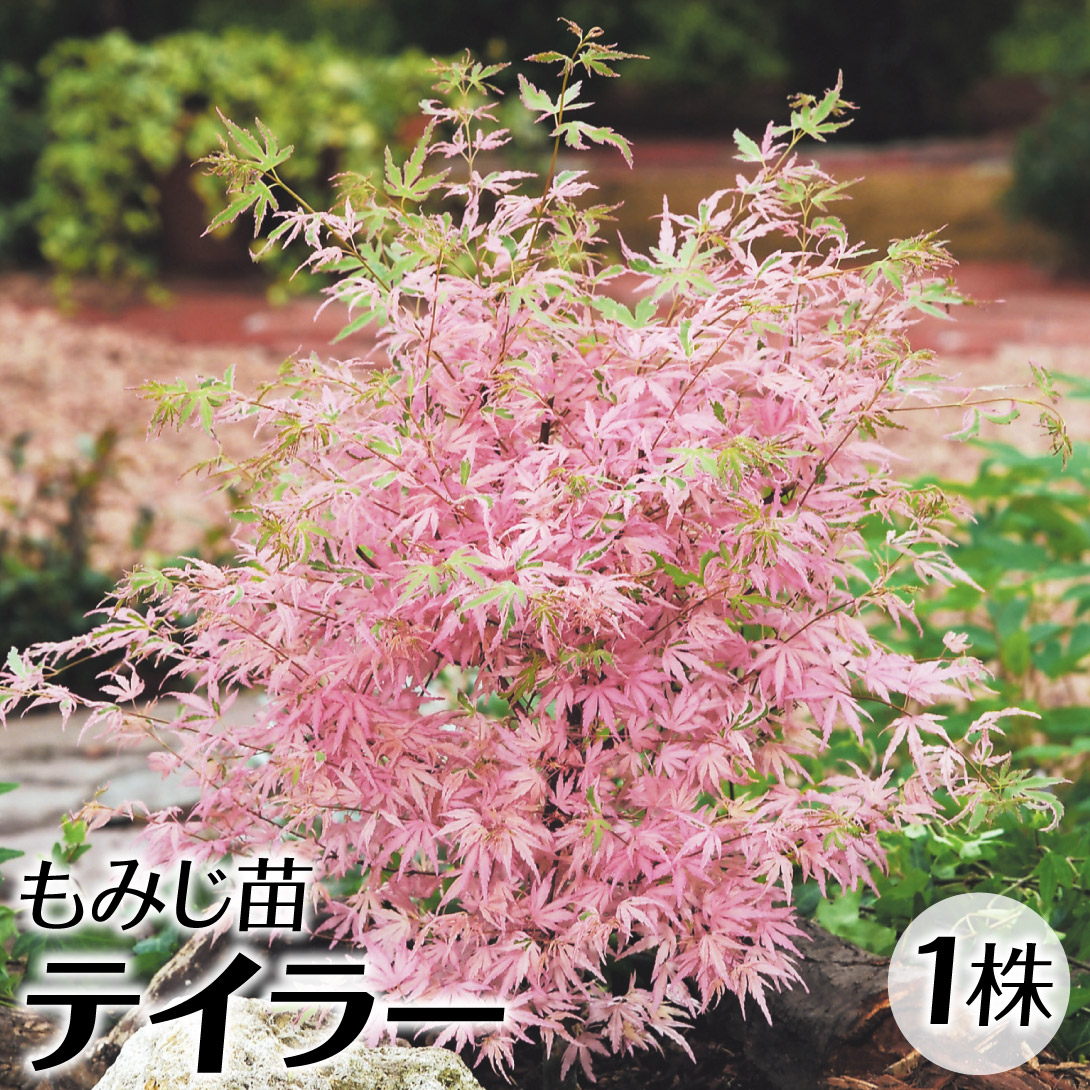 モミジ 苗 苗木 テイラー 1株 / 紅葉 もみじ モミジの苗木 モミジの木 落葉樹 庭木 植木 花木苗｜kokkaen