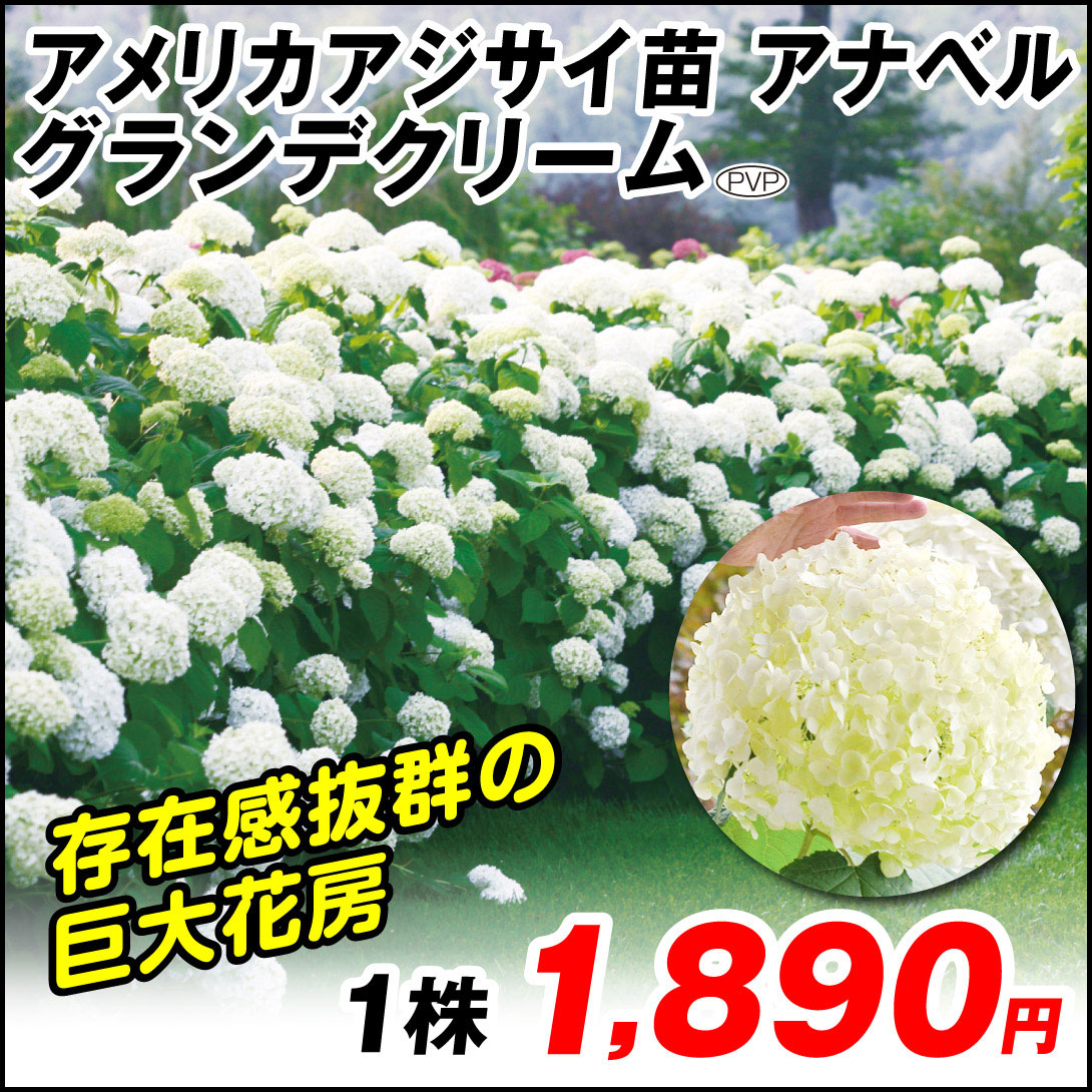 グランデクリームPVP