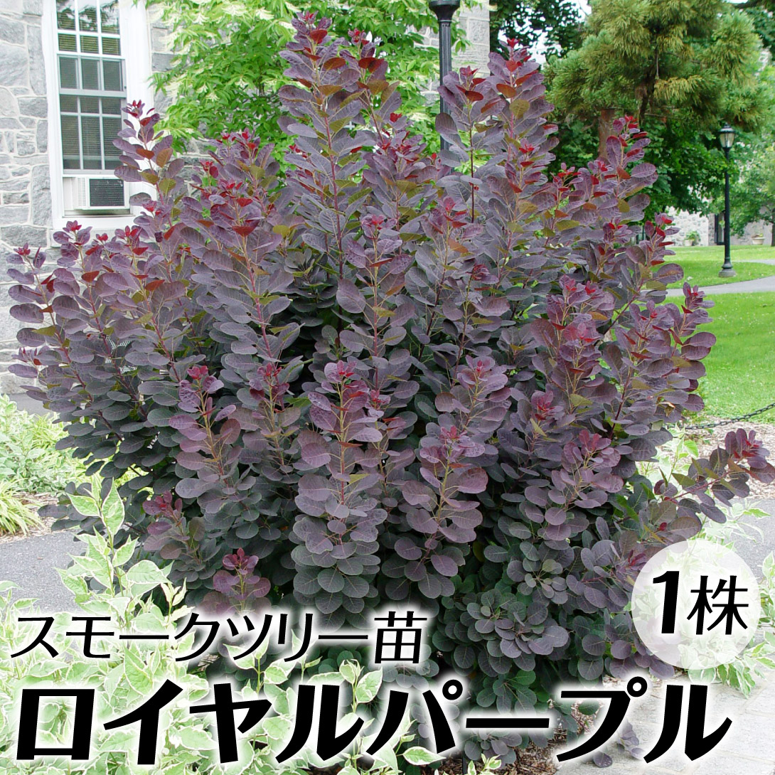 楽天市場】【ポイント5倍☆マラソン期間】ロイヤルパープル
