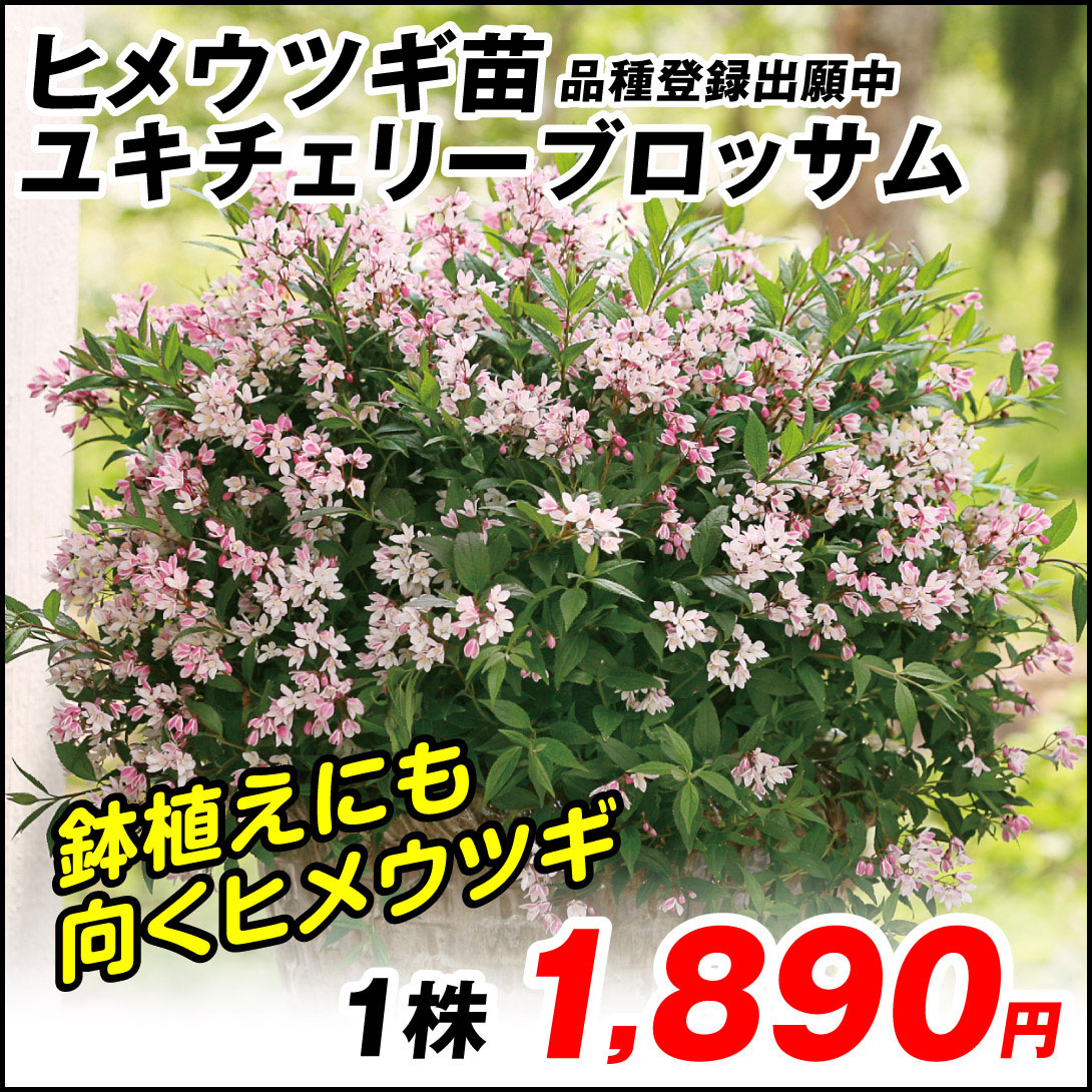 ユキチェリーブロッサム