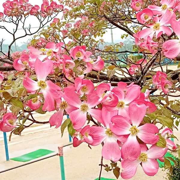 ハナミズキ 苗 苗木 ジュニアミス 1株 / 庭木 植木 花木苗