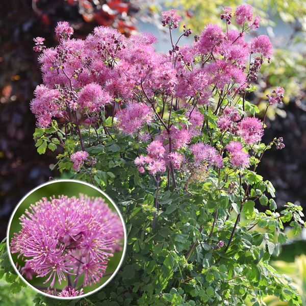 国華園 花苗 タリクトラム マイリトルフェイバリット 1株 花の苗