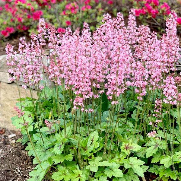 花苗 ヒューケラ ピンクレボリューション 1株 花の苗 | 