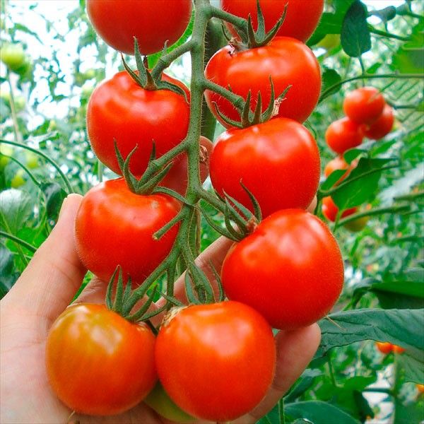 トマトさま専用 接木野菜苗 中玉トマト 接木F1Mr浅野のけっさく(R)II 1株 : 花と緑 国