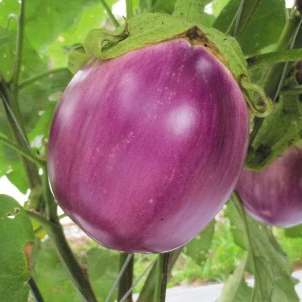 �ږؖ�ؕc �i�X �ږ؃��b�T�r�A���R 2��  �֎q �₳���Ȃ� �Ȃ� ���؉�