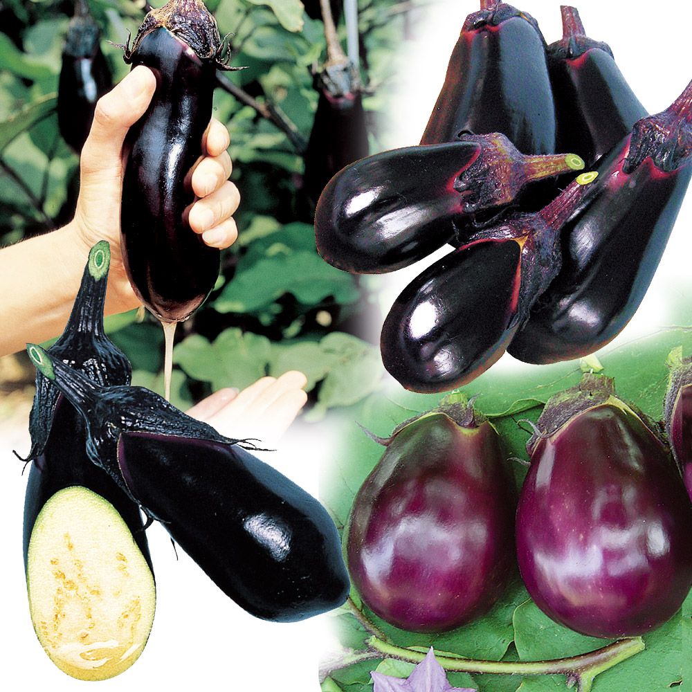 接木野菜苗 ナス 絶品水ナスセット 4種4株 : 花と緑 国華園 - 通販