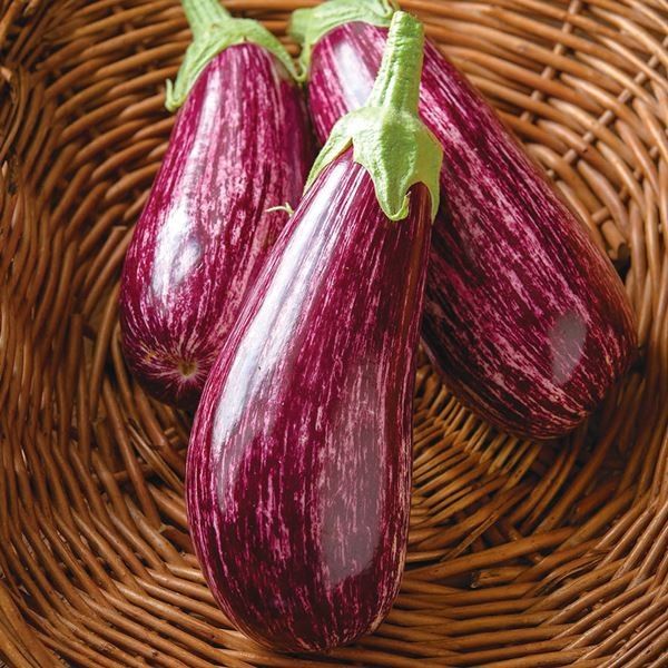 接木野菜苗 縞ナス 接木F1とげなし縞なす 1株 茄子 やさいなえ なえ 国