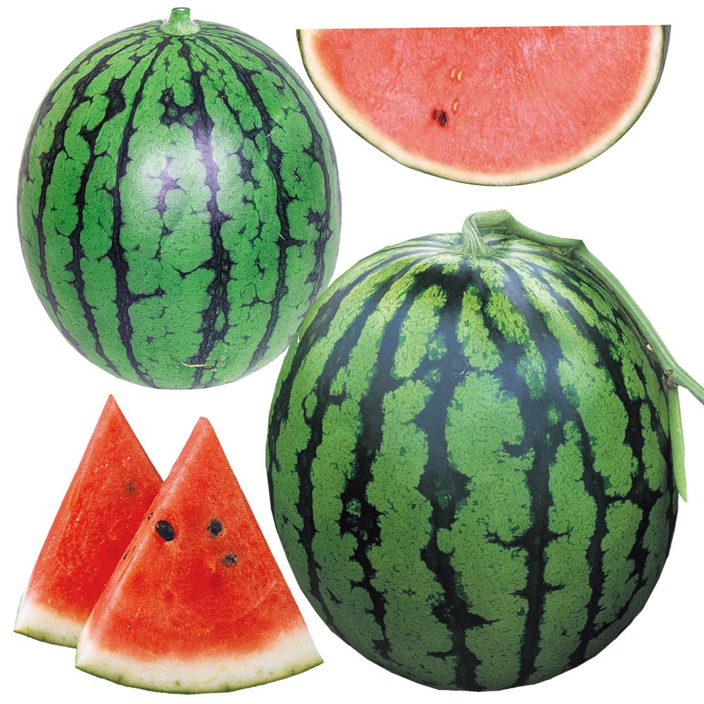 実生野菜苗 スイカ 実生お買得スイカセット 2種8株 西瓜 set 自根苗