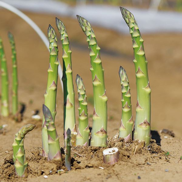 実生野菜苗 アスパラ ウインデル 20株 アスパラガス 実生苗 9cm