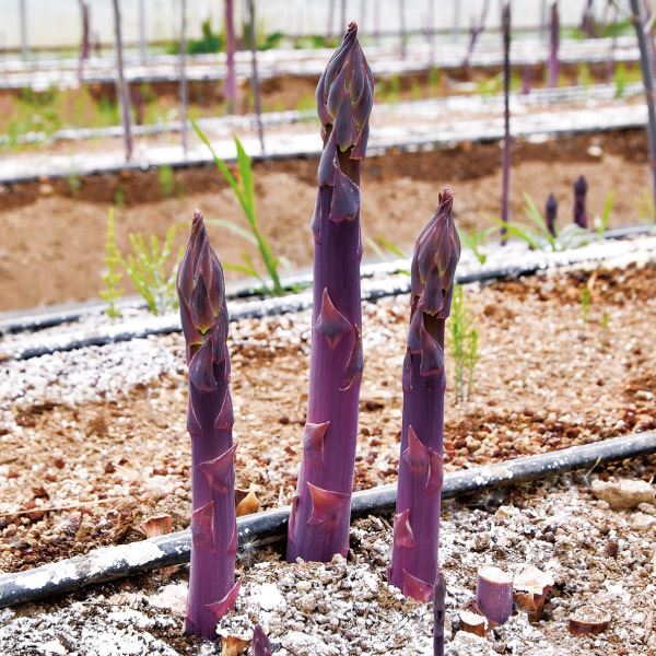 実生野菜苗 アスパラ 満味紫R 4株 アスパラガス 実生苗 9cmポット 