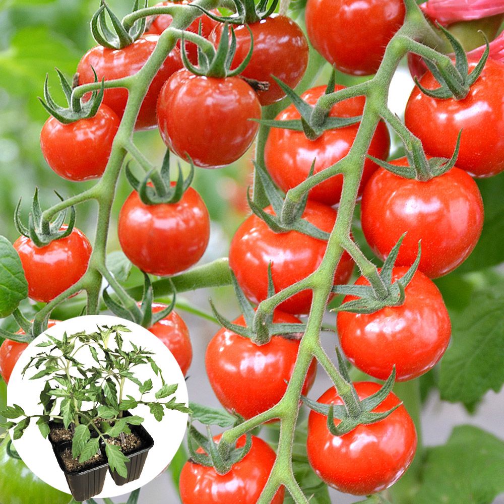 イチゴ苗 蜜香(R) PVP 6株 / 家庭菜園 イチゴの苗 いちごの苗 苺苗 苺