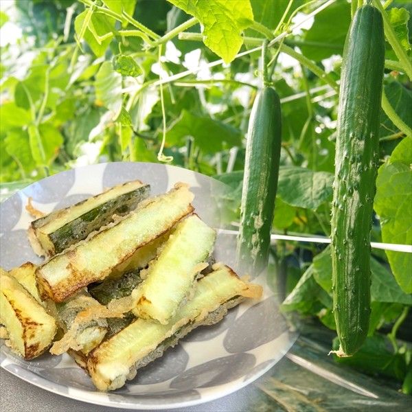 種 野菜たね 天ぷら専用 キュウリ F1天ぷらZ 1袋（8粒） やさいの種 国