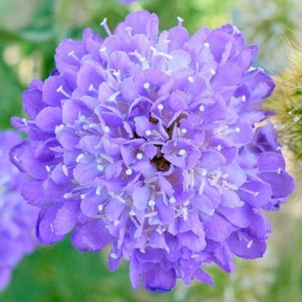 種 花たね ダリア コラレット咲混合 1袋(250mg) : 花と緑 国華園
