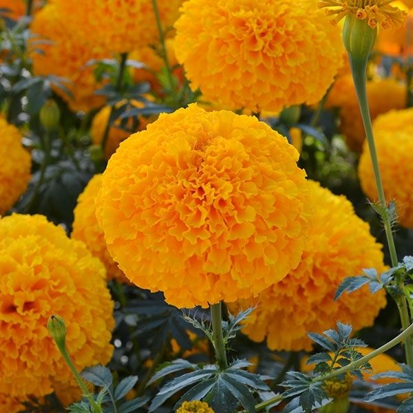 種 花たね マリーゴールド F1オリエンタルゴールド 1袋(25粒) : 花と緑