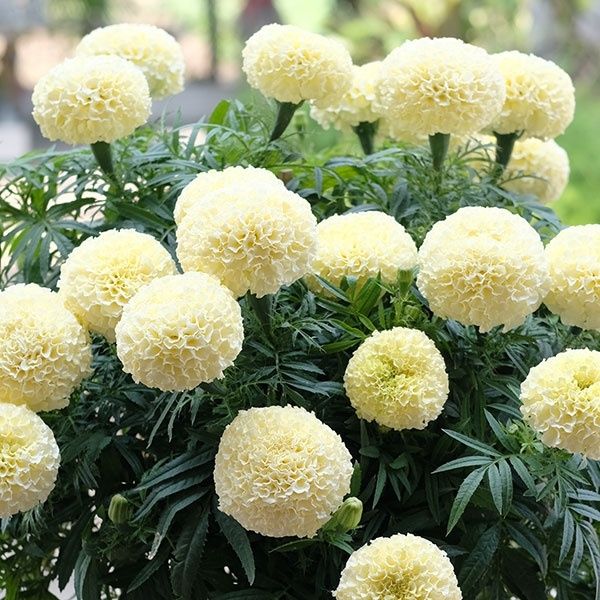種 花たね マリーゴールド F1ビッグスワン 1袋(12粒) : 花と緑 国華園