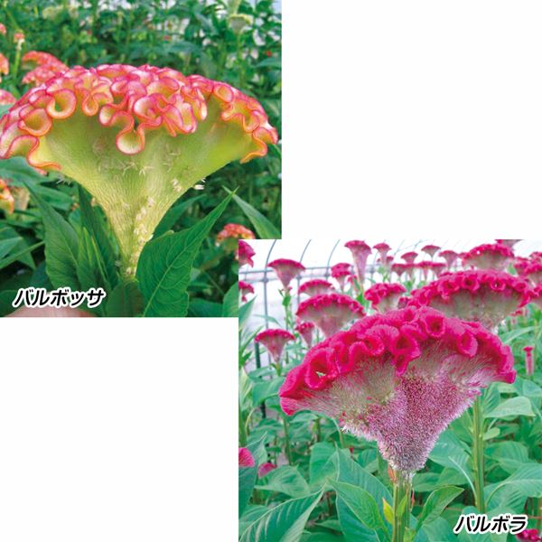 種 花たね ケイトウ バルセット 2種2袋 : 2024-p7-0079 : 花と緑 国