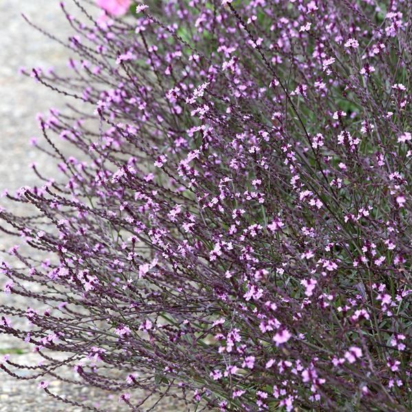 種 花たね バーベナ バンプトン 1袋(30粒) : 花と緑 国華園 - 通販