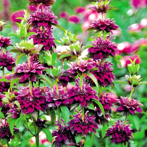 種 花たね マリーゴールド F1チェディ オレンジ 1袋(25粒) : 花と緑 国