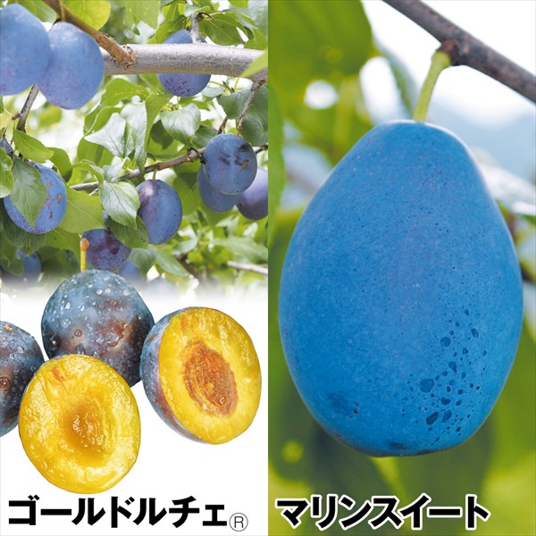 プルーン苗 豊産プルーンセット 2種2株 果樹苗｜kokkaen