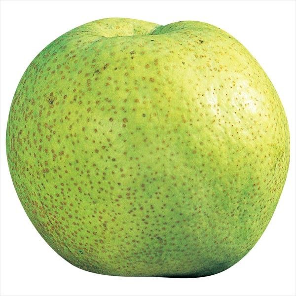 かおり梨のおすすめ人気商品一覧 通販 - Yahoo!ショッピング