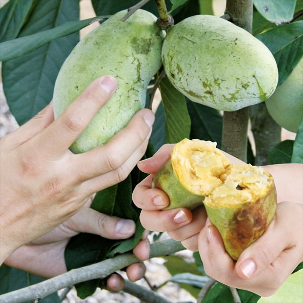 マンゴー苗のおすすめ人気商品一覧 通販 - Yahoo!ショッピング