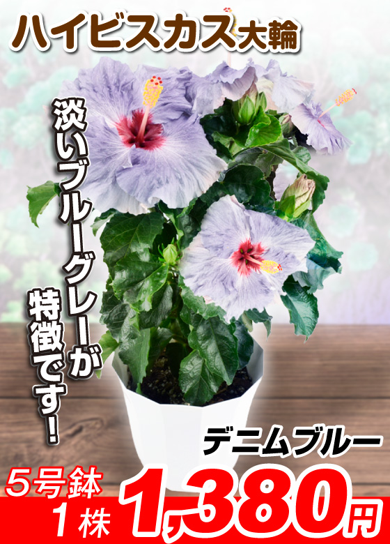 大輪ハイビスカス デニムブルー