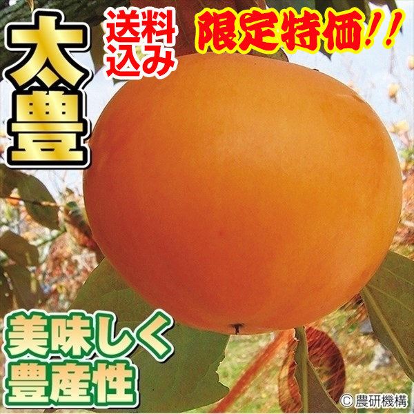 カキ苗 完全甘柿 太豊PVP 1株 送料込み 果樹苗｜kokkaen