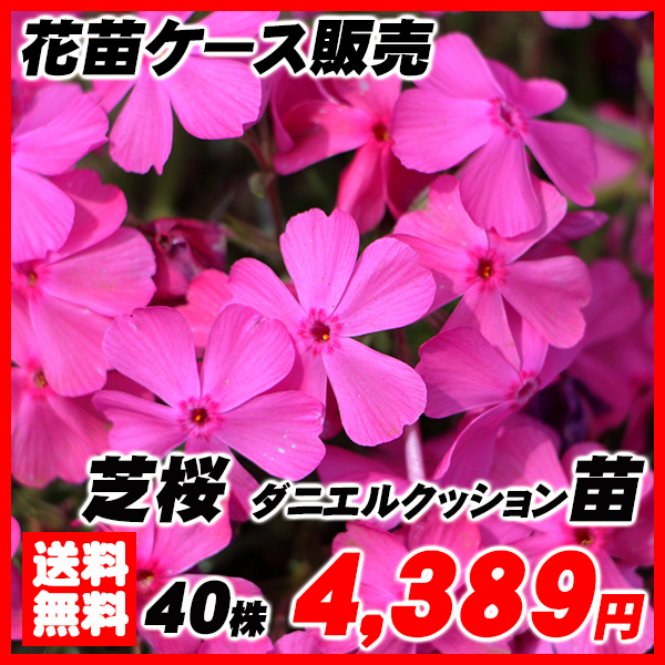 大特価芝桜ダニエルクッション苗