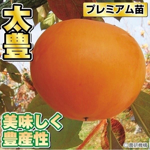 最大12%OFFクーポン果樹苗 カキ 完全甘柿 太豊PVPプレミアム苗 1株  [送料込み企画]