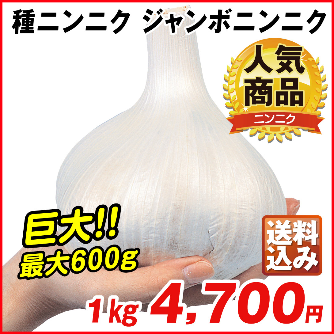 ニンニク 種球 ジャンボニンニク 種球 1kg [送料込み企画] / にんにくの種 ガーリック 家庭菜園 家庭栽培 大きいニンニク 巨大ニンニク  ジャンボにんにく