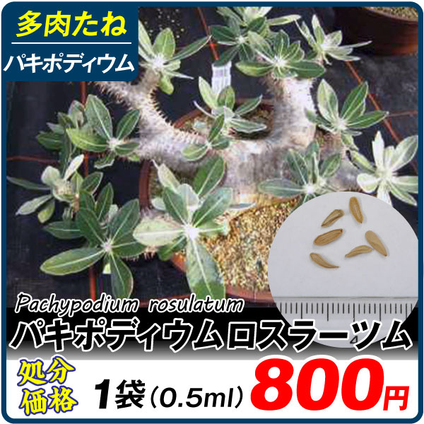 多肉植物 たね パキポディウム・ロスラーツム 1袋（0.5ml） [在庫処分価格] : 2024-pori-0311 : 花と緑 国華園 - 通販 -  Yahoo!ショッピング