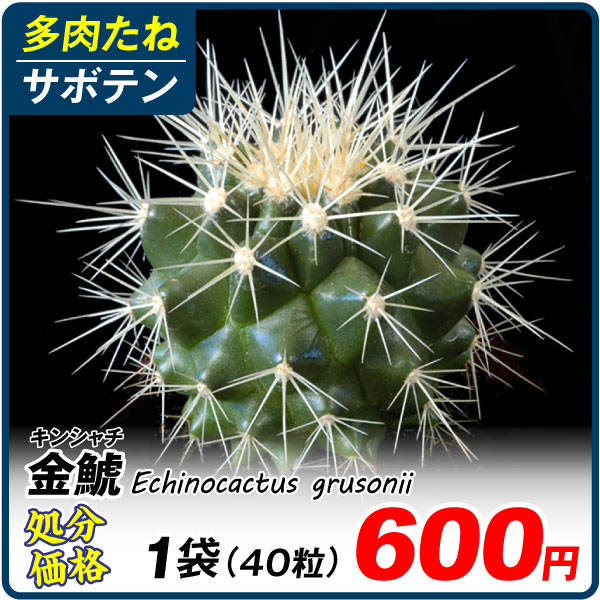 多肉植物 たね サボテン 金鯱 1袋 (40粒) キンシャチ [在庫処分価格] : 2024-pori-0313 : 花と緑 国華園 - 通販 -  Yahoo!ショッピング