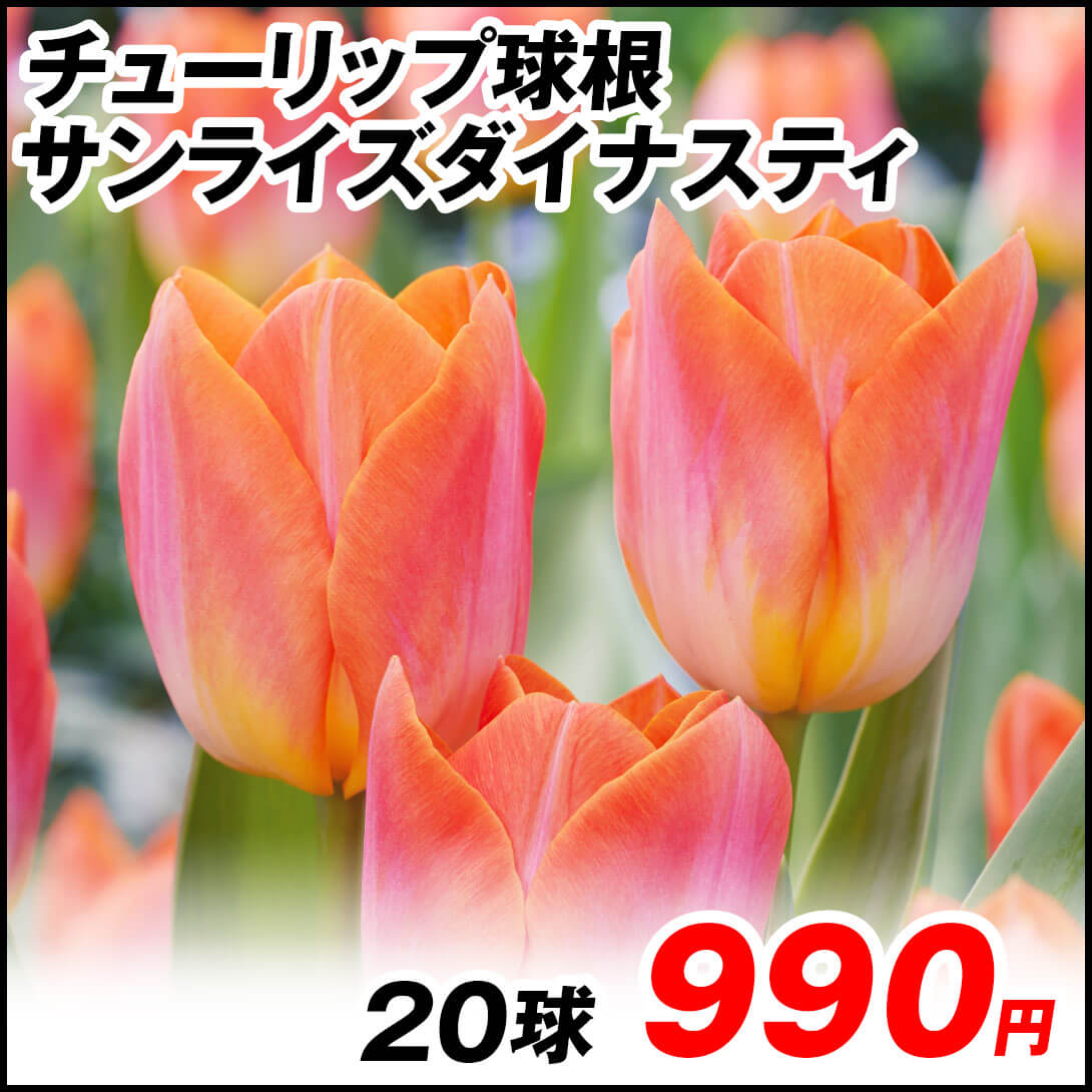 サンライズダイナスティ
