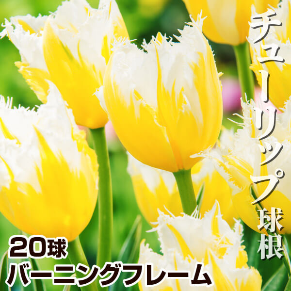 チューリップ 球根 バーニングフレーム 20球 チューリップの球根 国華園｜kokkaen