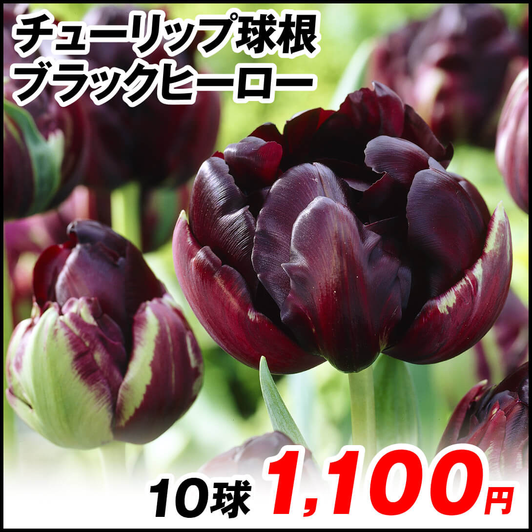 ブラックヒーロー