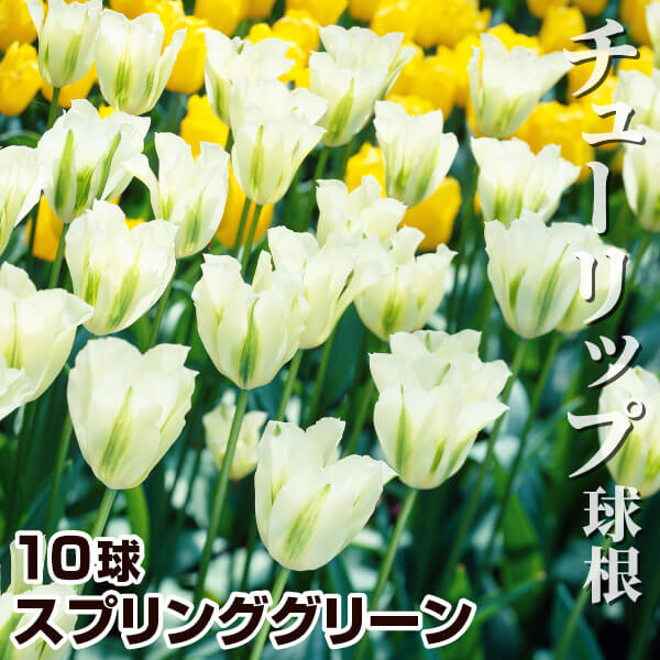 チューリップ 球根 スプリンググリーン 10球 チューリップの球根 国華園