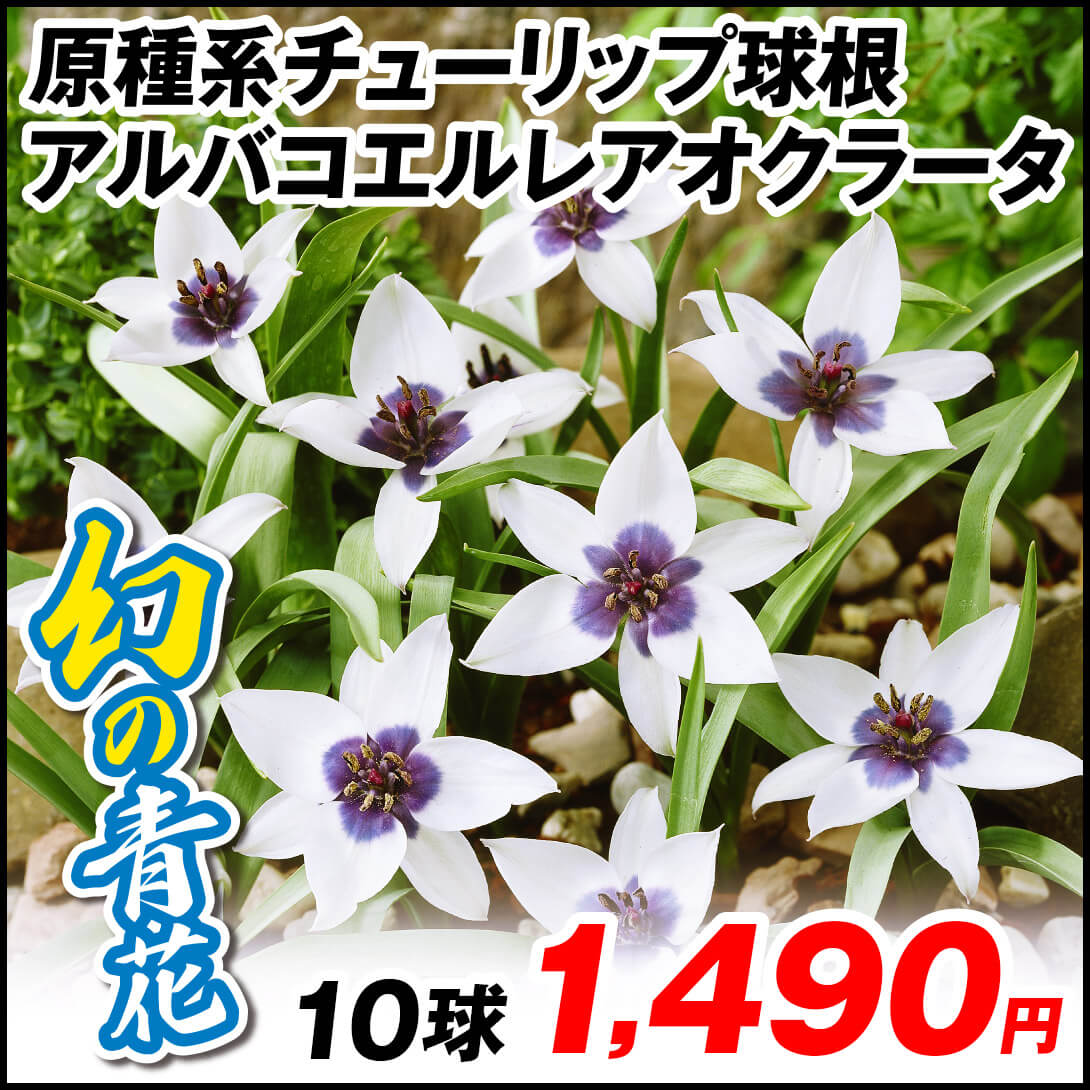 アルバコエルレアオクラータ