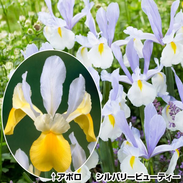 ダッチアイリス 球根 人気セット 2種20球 ダッチアイリスの球根 ダッチアイリスの花 秋植え球根