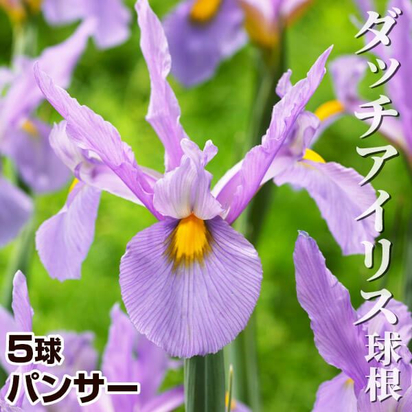 ダッチアイリス 球根 パンサー 10球 ダッチアイリスの球根 ダッチアイリスの花 秋植え球根