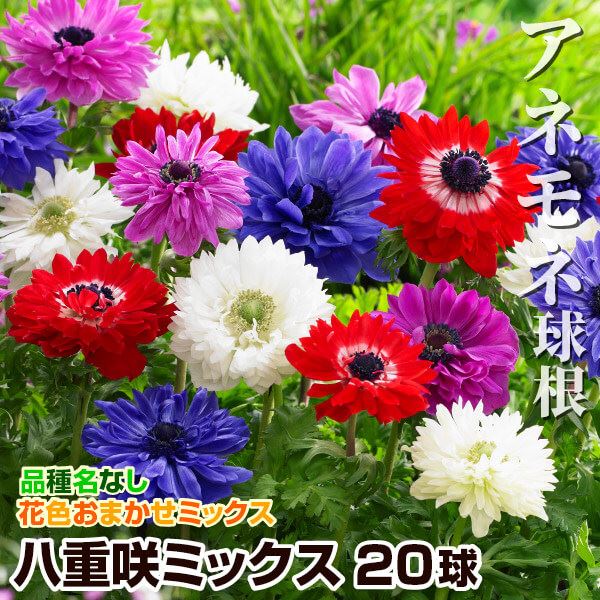 アネモネ 球根 八重咲ミックス (無選別) 20球 アネモネの球根 アネモネの花 秋植え球根