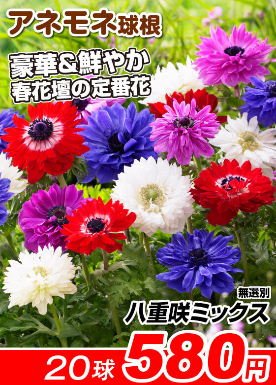 アネモネ
